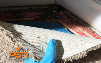 Carpet Mold | Identifying Mold vs. Mildew with Expert Remediation