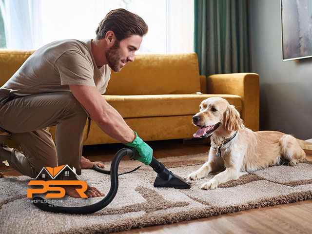 Carpet Maintenance | Tips for Pet Owners