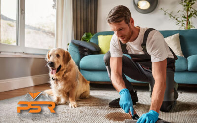 Pet Stain and Odor Removal Specialists in Fort Lauderdale